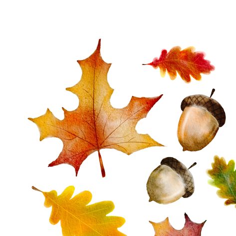 INSTANT DOWNLOADS ARE FINAL SALES - PLEASE READ CAREFULLY BEFORE SHOPPING Maple Oak Acorn leaves set Watercolor painting Wall Art perfect for Fall / Autumn Thanksgiving FarmHouse Decoration! Artistic vibe botanical Printable I believe printing your own wall decor should be easy and fun, in the most affordable way. Our printable artworks are easy to print out and suitable for home decor and a great solution for last-minute gifts. This listing is for a DIGITAL FILE - No physical products will be s Acorn Watercolor, Acorn Leaves, Acorn Painting, Leaf Printable, Painting Leaves, Oak Acorn, Artistic Vibe, Autumn Ideas, Autumn Thanksgiving