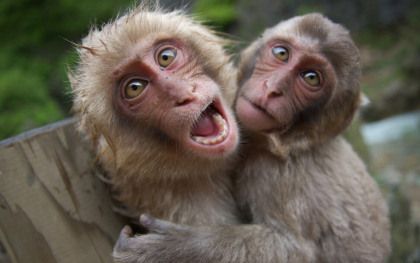 Monkey selfie | Found on childhoodrelived.com Monkey Couple, Funny Monkey Pictures, Types Of Monkeys, Monkey Wallpaper, Funny Monkey, Monkey Pictures, Pet Monkey, Funny Animal Photos, Monkeys Funny