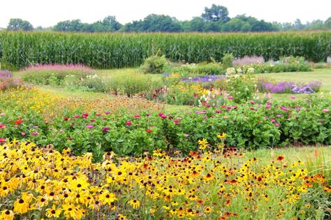 Ohio U-Pick Flower Farm U Pick Farm Ideas, U Pick Farm, You Pick Flower Farm Layout, U Pick Flower Farm Ideas, Pick Your Own Flowers Farms, U Pick Flower Farm, Flower Farm Ideas, Flower Farm Layout, Box Gardens