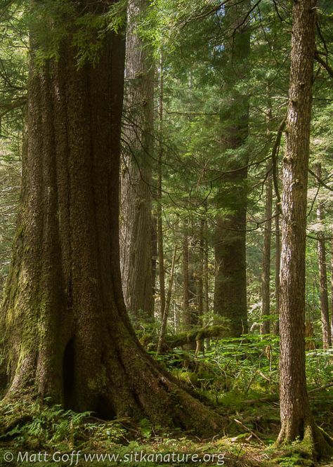 Sitka Spruce, Large Tree, August 26, Twitter Instagram, Washington, Instagram