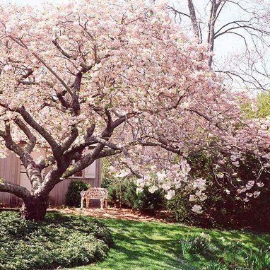 Saucer magnolia Magnolia Tree Landscaping, Saucer Magnolia Tree, Saucer Magnolia, Trees For Front Yard, Romantic Backyard, Courtyard Landscaping, Magnolia Tree, Magnolia Trees, Have Inspiration