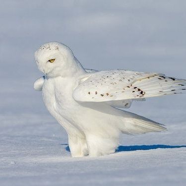 Winter Owls, Arctic Owl, Art Competition Ideas, Owl Wings, Awesome Owls, Owl Photography, Snow Owl, Owl Photos, Owl Party