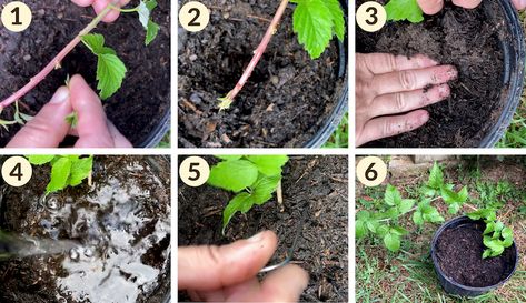 How to Propagate Black Raspberries & Other Brambles - Hobby Farms Propagating Raspberries From Cuttings, How To Propagate Raspberry Bushes, Propagating Raspberries, Propagate Raspberries, Forsythia Bush, Black Raspberries, Raspberry Bush, Raspberry Plants, Berry Plants