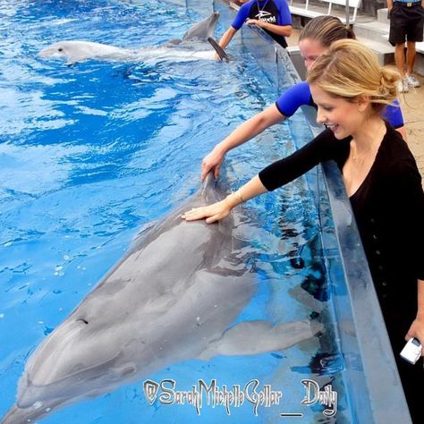 « Scrolled down my page and found this! God I'm excited to be so close to 10k... #sarahmichellegellar #dolphin #10k » Marine Biology Jobs, Biology Jobs, Dolphin Trainer, San Diego Bucket List, Dolphin Tale, Seaworld San Diego, Bottlenose Dolphin, Beluga Whale, Dream Jobs