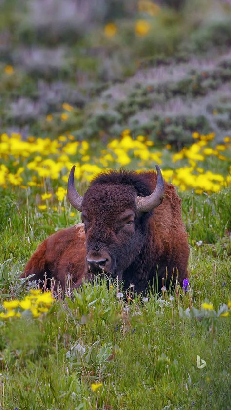 Bison Ranching, Bison Photography, Boho Decorating, Buffalo Animal, Bison Art, Buffalo Art, Indigenous Knowledge, North American Wildlife, Musk Ox