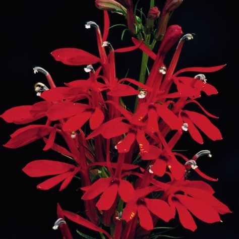 Cardinal Flower - perennial flowers - Lobelia cardinalis  Cardinal flower is an upright growing, 2-4 ft. tall perennial which produces spikes of brilliant flame-red 1.5 in. flowers in late summer. Hummingbirds love them beyond compare. A bog plant in nature, Cardinal flower needs moist, rich soil. Plants prefer part or filtered shade where summers are hot. Self-sows. Winter hardy to zone 3. Gardens Of The World, Cardinal Flowers, Perennial Flowers, Primula Vialii, Floating Plants, Carnal Flower, Hummingbird Garden, Lobelia Cardinalis, Cardinal Flower