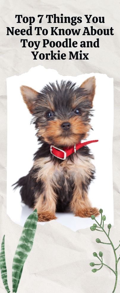 Many dog lovers across the world love the Toy poodle and Yorkie mix breeds. So unsurprisingly, the crossbreeding of these two, known as Yorkipoo, is the next big thing. Yorkie Poo Puppies, York Terrier, Mixed Hair Care, Puppy Items, Yorkie Poodle, Yorkie Mix, Yorkie Poo, Group Of Dogs, Mixed Hair