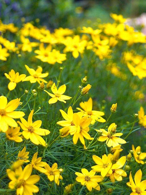 Coreopsis Moonbeam, Butterfly Garden Plants, Long Blooming Perennials, Best Perennials, Shade Perennials, Have Inspiration, Clay Soil, Hardy Perennials, Fragrant Flowers