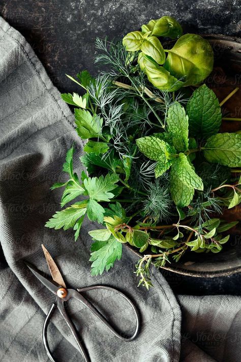 Green Food Photography, Herb Photography, Green Herbs, Cooking Herbs, Herb Garden Design, Juice Beauty, Garden Photography, Food Photography Styling, Garden Designs