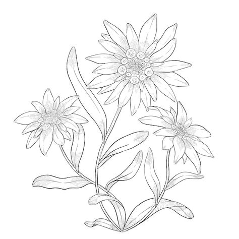 Edelweiss Tattoo Design, Edelweiss Flower Drawing, Edelweiss Illustration, Edelweiss Drawing, Edelweiss Flower Tattoo, Edelweiss Tattoo, Botanical Mandala, Stella Alpina, German Flower