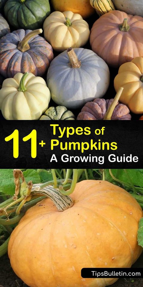 Learn about all the different types of pumpkins and how to grow your own at home. The most popular pumpkin varieties are deep orange, but there are many gourds with a unique appearance, like the Fairytale, Baby Boo, dark green, or white pumpkin. #pumpkin #types #varieties #growing Pumpkin Varieties Chart, Growing Pumpkins From Seeds, Pumpkin Farming, Pumpkin Types, Growing Pumpkin, Growing Gourds, How To Grow Pumpkins, Jarrahdale Pumpkin, Pumpkin Growing