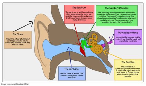 Sound Waves - Structure of the Ear: Have your students label a diagram of a human ear listing the different functions of each part. This activity can be made easier by getting students to label the ear with a given list of keywords like the ones highlighted in bold below. Ear Anatomy And Function, Ear Diagram, Ear Project, Notes Examples, Biology Drawing, Cpc Exam, Cpt Codes, Ear Anatomy, Vestibular System