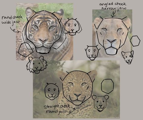 animals Tiger Head Reference, Big Cat Drawing Tutorial, Tiger Art Reference, Animal Art Study, Anatomy Animals Study, Animal Drawing Tips, Tutorial How To Draw, Tiger Anatomy Drawing, Tiger Reference Drawing