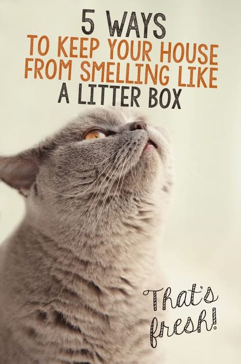 Diy Cat Treats, Cat Condos, Katt Grejer, Kat Diy, Sitting On The Couch, Pet People, Helpful Things, Cat Info, Cat Hacks