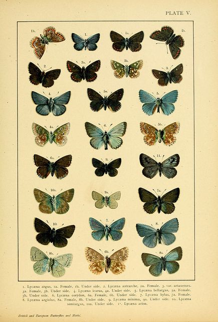 British and European butterflies and moths (Macrolepidoptera)  London,E. Nister;[1895] Foto Muro Collage, Types Of Butterflies, Butterfly Poster, Picture Collage Wall, Collage Poster, Arte Sketchbook, Scientific Illustration, Photo Wall Collage, Art Collage Wall