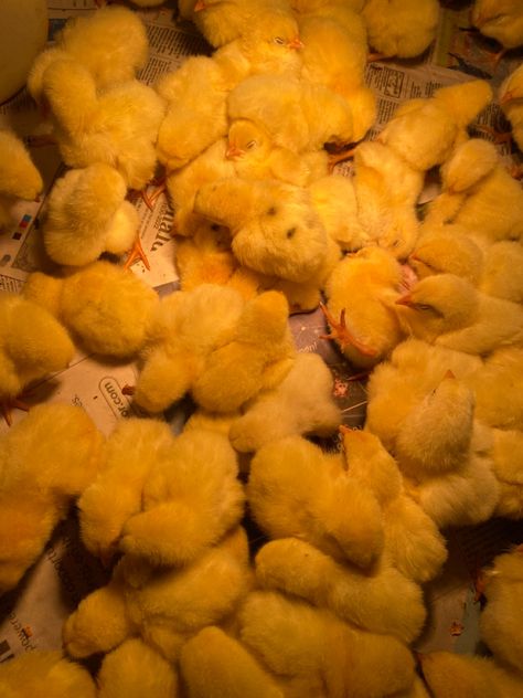 Broiler chicks, Day old. Day Old Chicks, Fruit, Quick Saves