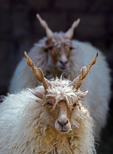 Racka Sheep is a unique breed with both ewes and rams possessing long spiral shaped horns.The breed comes from Hungary and is used for milk ... Animals With Horns, Regard Animal, Revelation 4, Ecclesiastes 3, Mule Deer, Oita, Manx, An Animal, Animal Photo