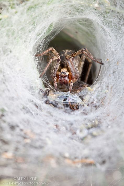 Labyrinth spider {Agelena labyrinthica} waiting in funnel web for prey. Nordtirol, Tirol, Austrian Alps, Austria, 1700 metres altitude, July. Alps Austria, Arachnids Spiders, Spiders And Snakes, Spider Species, Real Spiders, Spider Costume, Austrian Alps, Spider Art, Beautiful Bugs