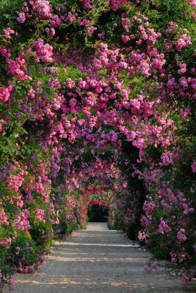 Beautiful Pathways, Alley Rose, Landscaping With Roses, Garden Of Words, Flower Arch, Cottage Garden Design, Oyster Bay, Flower Landscape, Formal Gardens