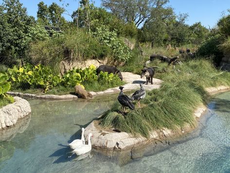 What to See and Do at the Houston Zoo | Houstonia Magazine Jaguar Habitat, Humboldt Penguin, Hermann Park, Zoo Architecture, Houston Zoo, Night Hiking, Save Wildlife, Asian Elephant, Close Encounters