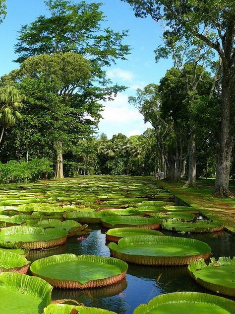 Victoria Amazonica, the largest species of waterlily, Sir Seewoosagur Ramgoolam Botanical Garden, Mauritius Botanical Garden Photography, Hawaii Botanical Garden, Mauritius Botanical Gardens, Lisbon Botanical Garden, Walter Sisulu Botanical Gardens, Beautiful Travel Destinations, Blooming Plants, Aquatic Plants, Water Lily