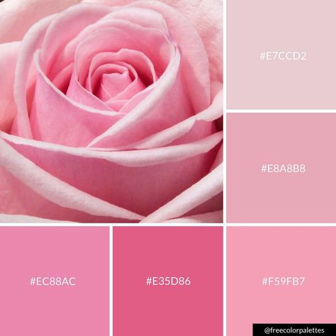 Baby Pink Rose | Valentine's Day | Feminine | Color Palette Inspiration. | Digital Art Palette And Brand Color Palette. Rose Pink Colour Palette, Pink Rose Color Palette, Baby Pink Color Palette, Rose Pink Color Palette, Pink Palette Color, Rose Color Palette, Feminine Colors, Rose Palette, Pink Rose Color