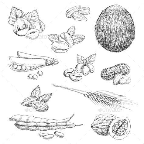 Healthful peanut and hazelnut, coffee beans and whole coconut, pistachios and almond, pea pod and walnut, beans and wheat ears, su Agriculture Design, Shell Tattoo, I Want A Tattoo, Shell Tattoos, Food Tattoos, Sketch Icon, Poster Food, Food Vector, Hazelnut Coffee