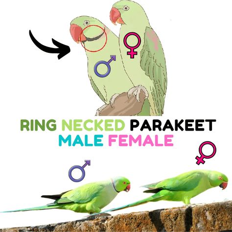 Chicken Thoughts, Parakeet Names, Green Parrot Bird, Ring Necked Parakeet, Good Names, Pixel Art Characters, Cute Names, Parrot Bird, Parakeets