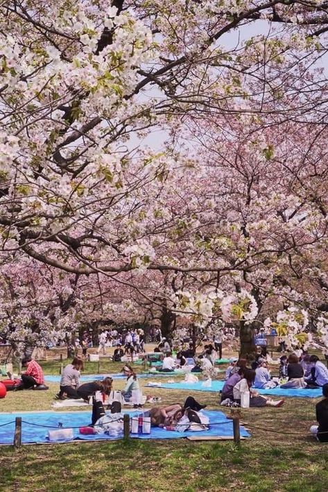 Yoyogi Park Tokyo Japan, Hanami Aesthetic, Hanami Festival, Japanese Park, Oc Hair, Summer Watch, Tokyo Streets, Yoyogi Park, Cherry Blossom Japan