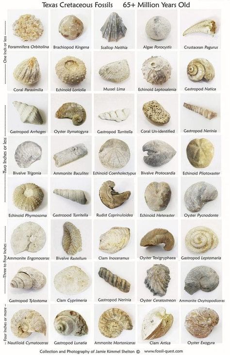 Rockhounding For Beginners | Ive noticed alot of people posting pictures of fossilized sea creatures, like corals and  mollusks | Facebook Sea Fossils, Dot Painting Tools, Crinoid Fossil, Rocks And Fossils, Fossilized Coral, Fossil Coral, Marine Biology, Marine Animals, Shell Art