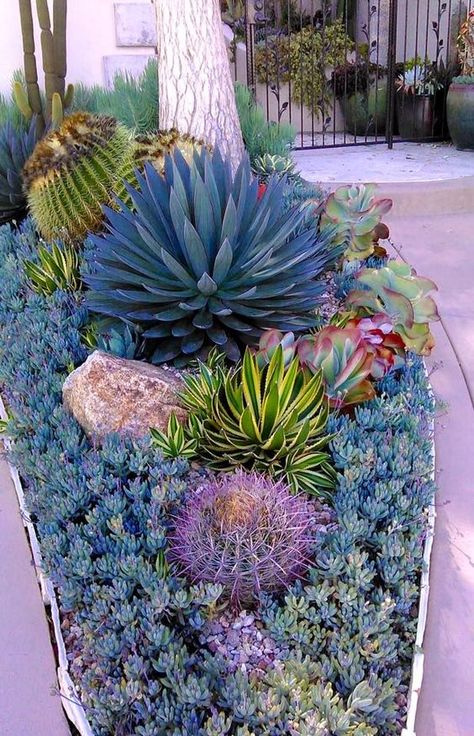 Succulent Garden Outdoor, Paddle Plant, Succulent Rock Garden, Succulent Garden Landscape, Fenced Vegetable Garden, Plant Succulents, Succulent Landscape Design, Succulent Garden Design, Succulent Landscaping