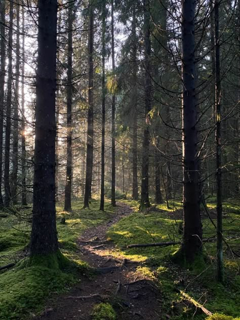 Bex Core Aesthetic, Forest Woods Aesthetic, Cottage Core Forest Aesthetic, Cute Cottage In Forest, Swedish Forest Aesthetic, Magical Woods Aesthetic, Elliot Core Aesthetic, Magical Nature Aesthetic, Rowan Core Aesthetic