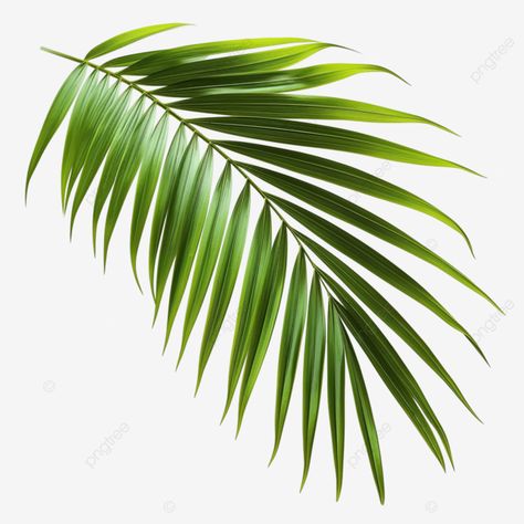 summer coconut palm tree leaf Palm Tree Png, Flower Reference, Palm Tree Leaf, Palm Tree Graphic, Tree Palm, Coconut Leaves, Palm Branch, Coconut Palm Tree, Palm Tree Leaves