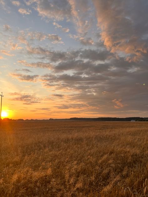 Barley Field Aesthetic, Sunny Grassy Field, Orange Field Aesthetic, Fields Of Gold Aesthetic, Sunny Grass Field Aesthetic, Golden Field Aesthetic, Open Fields Aesthetic, Wheatfield Aesthetic, Grain Field Photography