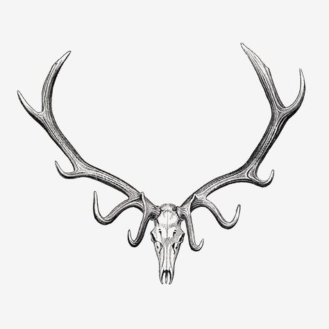 Elk Horns Tattoo, Elk Skull Tattoo For Women, Simple Elk Tattoo, Elk Tattoo Design, Elk Antlers Drawing, Native American Deer Tattoo, Elk Skull Drawing, Elk Horn Tattoo, Elk Tattoo Men