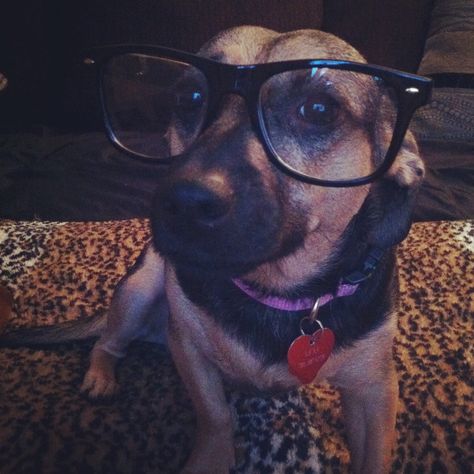 My 3 yr. old mutt Lexi being a hipster. So in love with her. #Pet #Animal #Mutt Swag Dog, Dog Swag, Hipster Dog, Dog With Glasses, 2013 Swag Era, Dog Icon, Silly Dogs, Smiling Dogs, Bad Dog