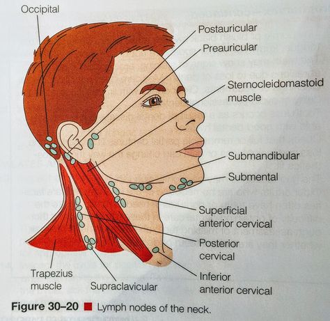 Lymph Nodes -Head & Neck Hesi A2, Surg Tech, Nursing Labs, Sternocleidomastoid Muscle, Lymph Glands, Nursing School Essential, Surgical Technologist, Nursing School Survival, Lymph Nodes