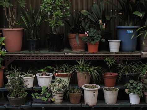 Nature, Pot Plant Aesthetic, Plant Life Aesthetic, Potted Plants Aesthetic, Flower Pots Aesthetic, Plant Core Aesthetic, Plant Pot Aesthetic, Room Rain, Potted Gardens