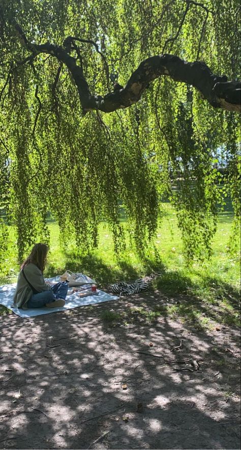 Weeping Willow Senior Pictures, Willow Tree Backyard, Willow Tree Photoshoot, Under A Willow Tree, Willow Oak, A Willow Tree, Willow Trees, Tree Fort, Weeping Willow Tree