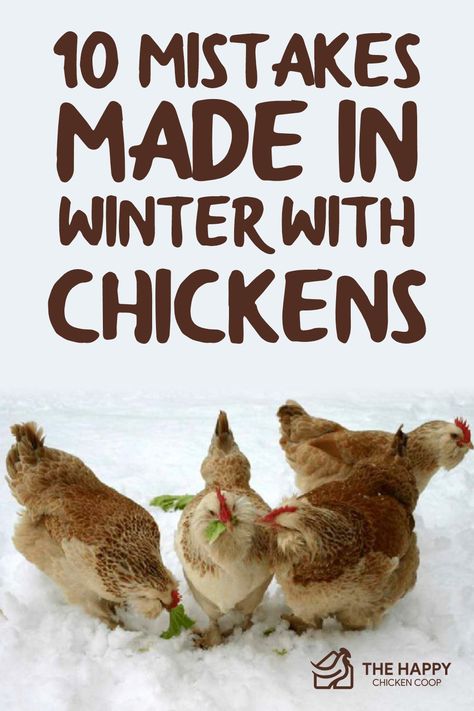 Feeding Chickens In Winter, Winter Chicken Treats, Winterized Chicken Run, Winter Treats For Chickens, Winter Chicken Waterer, Chicken Treats For Winter, 10 Chicken Coop Plans, Winter Chicken Coop, Egg Chickens