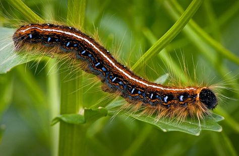 Eastern Tent Caterpillar by baldwinm16, via Flickr Eastern Tent Caterpillar, Caterpillar Tattoo, Wild Parsnip, Tent Caterpillars, Series Painting, Magnifying Lens, Sleeve Ideas, Sleeves Ideas, Favorite Animals