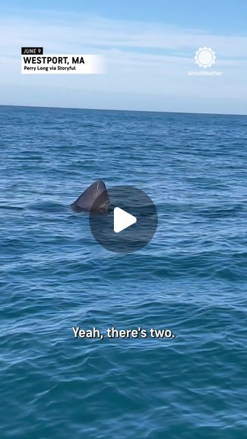 AccuWeather on Instagram: "“Oh my God, that is a freaking shark." A couple had a surprising encounter with several sharks while on a boat off the coast of Westport, Massachusetts earlier this month. ⁣ ⁣ #shark #sharks #sharkencounter #sharksofinstagram #news #massachusetts #ocean #boat #boating #reels" Scary Shark Pictures, Seahorses, Shark Videos, Sharks Cute, Great White Shark Pictures, Baby Great White Shark, Largest Great White Shark, Huge Shark, Scary Ocean