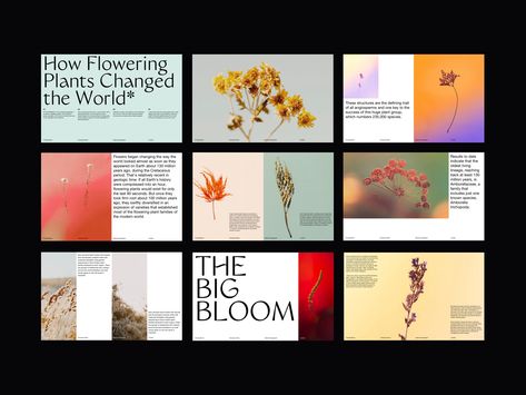 Bruno Borella - The Big Bloom Presentation flowers slides pitch deck presentation template deck presentation presentation design web design minimalist whitespace photography modern layout typography minimal – SAVEE Presentation Layout, Agency Aesthetic, Presentation Aesthetic, Brand Deck, Pitch Deck Presentation, Deck Layout, Presentation Deck, Presentation Design Layout, Beauty Of Flowers