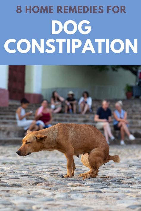 Dog Digestive Remedies, Constipated Dog Home Remedies, Constipation Relief For Dogs, Dog Constipation Remedies, Constipation In Dogs, Constipated Dog, Dog Farts, Dogs Ears, Meds For Dogs