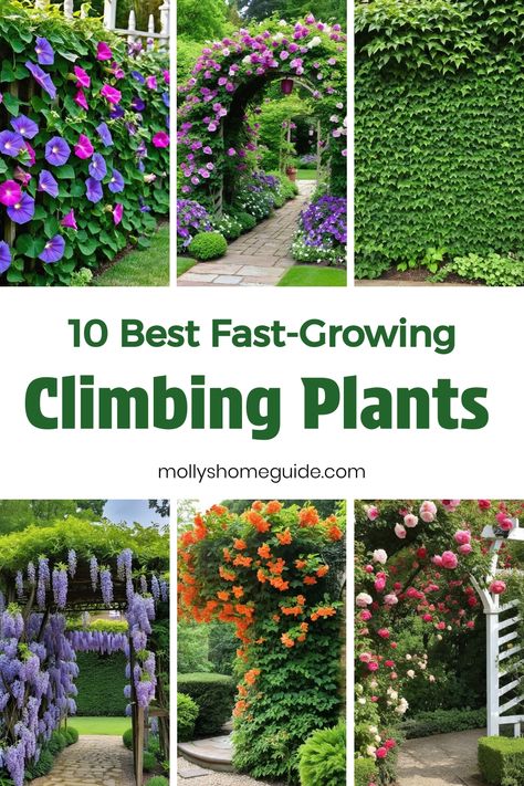 Discover a curated collection of some of the best fast-growing climbing plants for your garden! Whether you're looking to add vertical interest with fast-growing vines or need climbing plants for trellises and containers, this list has got you covered. Explore amazing options among fast growing creepers and vines that will elevate your outdoor space. Get inspired with these climbing plant ideas and consider adding these best climbers to your gardening repertoire. Climber Plants Ideas, Plants For Trellis Climbing Flowers, Climbing Vines On House, Wall Creeper Plants, Fast Growing Vines Climbing, Vine Plants Outdoor Climbing, Climbing Plants Fast Growing, Plant Climbers, Climbing Plants Indoor