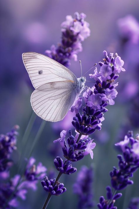 Butterfly On Lavender, Ethereal Butterfly, Macro Photography Nature, Violet Pastel, Garden Insects, Coffee Pictures, Pretty Wallpapers Backgrounds, Ethereal Beauty, Lavender Flowers