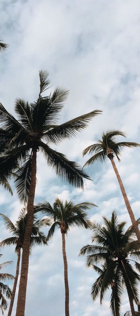 Inside Out Wallpaper, Palm Tree Photography, Summer Tumblr, Trees Wallpaper, Palm Trees Wallpaper, Wallpaper Iphone Summer, Tree Photography, Tumblr Wallpaper, Photography Wallpaper