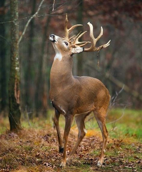 Whitetail Deer Pictures, Deer Photography, Big Deer, Big Buck, Deer Drawing, Wild Animals Photography, Deer Photos, Deer Pictures, Wild Animals Pictures