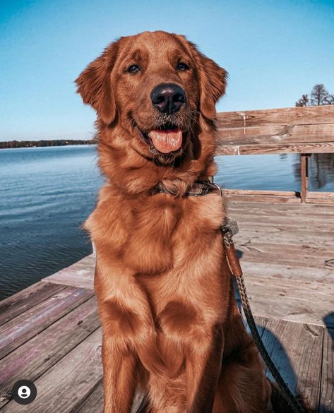 Red Golden Retriever Aesthetic, Red Retriever Puppy, Red Golden Retriever Puppy, Dark Golden Retriever, Red Retriever, Red Golden Retriever, Gold Retriever, Puppies Cute, Goofy Dog