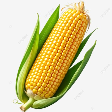 realistic delicious yellow sweet corn illustration element cartoon corn png Corn Illustration, Yellow Corn, Transparent Image, Sweet Corn, Png Transparent, Png Image, Motion Graphics, Corn, Motion